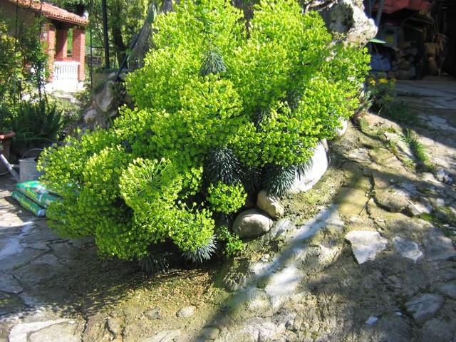 Euphorbia - Mleček, Avtor: potonka rastline.mojforum.si