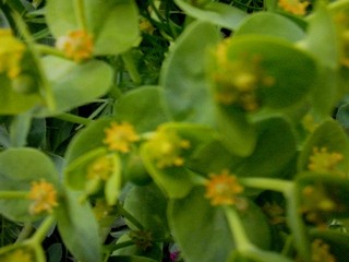 Euphorbia - Mleček, Avtor: katrinca rastline.mojforum.si