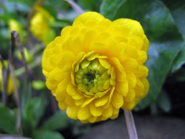 Caltha palustris 