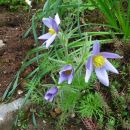 Pulsatilla - Velikonočnica, kosmatinec