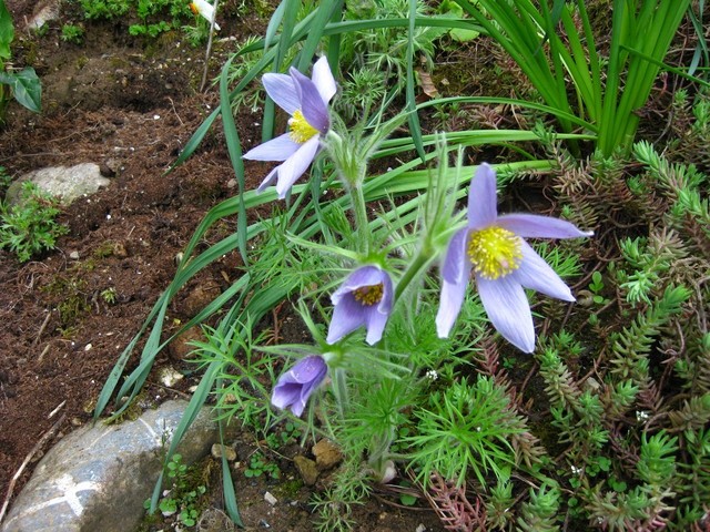 Pulsatilla - kosmatinec
Avtor: muha
rastline.mojforum.si