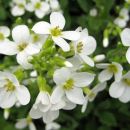 Arabis - Repnjak