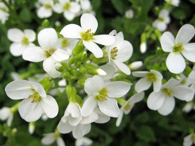 Arabis caucasica 
Avtor: zupka
rastline.mojforum.si