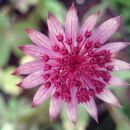 Astrantia - Zali kobulček