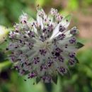 Astrantia major  - Zali klobuček
Avtor: zupka
rastline.mojforum.si 