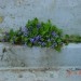 Viola - vijolica 