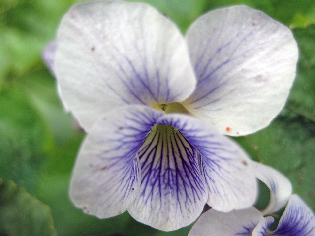 Viola sororia - pisana vijolica
Avtor: zupka
rastline.mojforum.si 