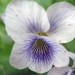 Viola sororia - pisana vijolica
Avtor: zupka
rastline.mojforum.si 