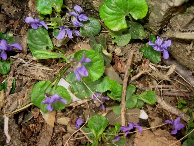 Viola - Vijolica
Avtor: Gretka*
rastline.mojforum.si 