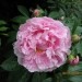 Paeonia - Potonika
