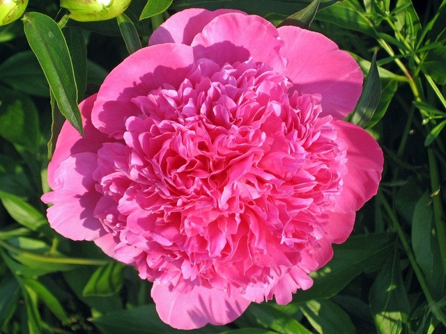 Paeonia officinalis 