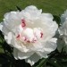 Paeonia   - Potonika
Avtor: magnolija rastline.mojforum.si