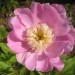 Paeonia ‘Bowl of Beauty’  - Potonika
Avtor:zupka
rastline.mojforum.si