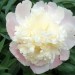 Paeonia   - Potonika
Avtor: katrinca 
rastline.mojforum.si