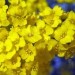 Alyssum - Grobeljnik