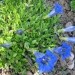 Gentiana - Svišč, encijan