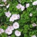 Geranium - Krvomočnica