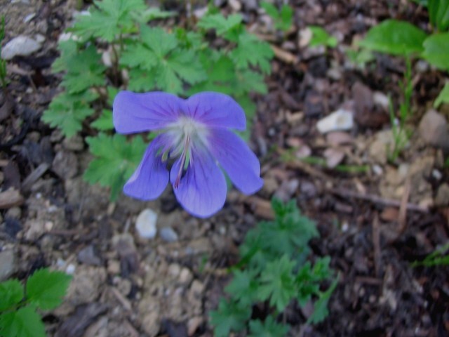 Geranium - krvomočnica
Avtor: Gretka*
rastline.mojforum.si