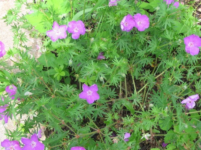 Geranium - krvomočnica
Avtor: Gretka*
rastline.mojforum.si