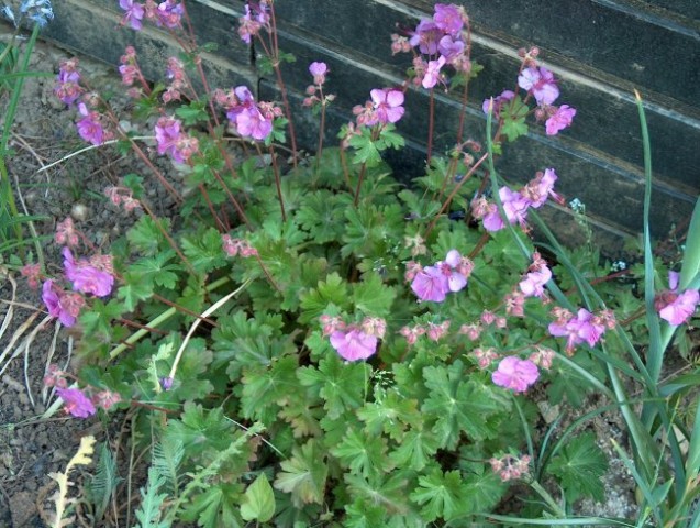 Geranium - krvomočnica
Avtor: katrinca
rastline.mojforum.si