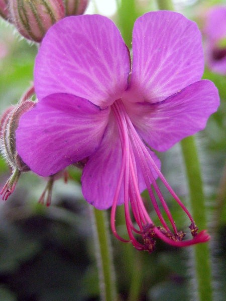 Geranium - krvomočnica
Avtor: zupka
rastline.mojforum.si