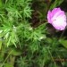 Geranium - krvomočnica Avtor: linda
rastline.mojforum.si