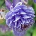 Aquilegia - Orlica