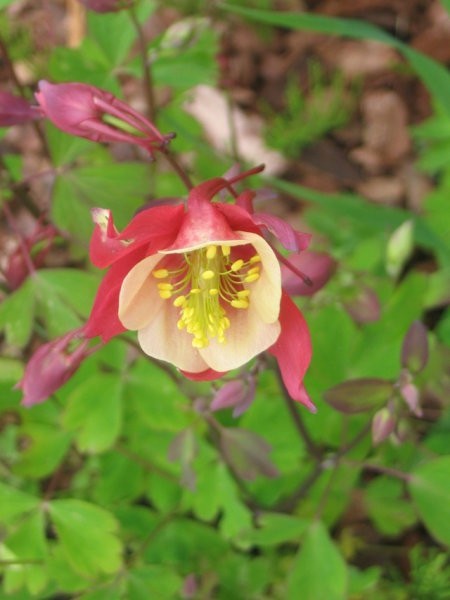 Aquilegia - Orlica
Avtor: Gretka*
rastline.mojforum.si