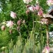 Aquilegia - Orlica
Avtor: Roža
rastline.mojforum.si