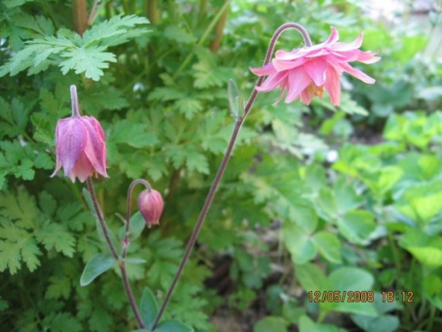 Aquilegia - Orlica Avtor: linda rastline.mojforum.si