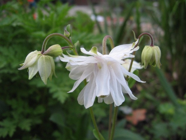 Aquilegia - Orlica Avtor: linda rastline.mojforum.si