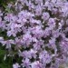 Phlox - Plamenka, floks1