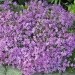 Phlox subulata -  - iglasta plamenka

Avtor: zupka

rastline.mojforum.si