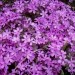 Phlox subulata -  iglasta plamenka

Avtor: katrinca

rastline.mojforum.si