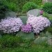 Phlox subulata -  iglasta plamenka

Avtor: romana

rastline.mojforum.si