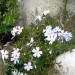 Phlox subulata -  iglasta plamenka
Avtor: magnolija
rastline.mojforum.si