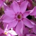 Phlox subulata -  iglasta plamenka
Avtor: zupka
www.rastline.moj album