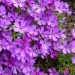 Phlox subulata - iglasta plamenka

Avtor: muha

rastline.mojforum.si