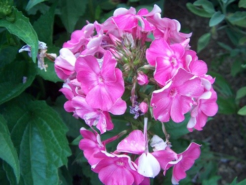 Phlox paniculata - Plamenka, flox 
Avtor: katrinca
rastline.mojforum.si