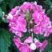 Phlox paniculata - Plamenka, flox 
Avtor: katrinca
rastline.mojforum.si