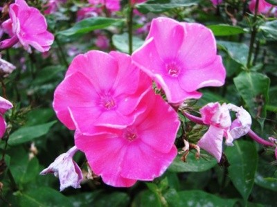 Phlox paniculata - Plamenka, flox 
Avtor: magnolija
rastline.mojforum.si