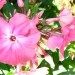 Phlox paniculata - Plamenka, flox 
Avtor: vrtnarka
rastline.mojforum.si