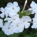 Phlox paniculata - Plamenka, flox 
Avtor: katrinca
rastline.mojforum.si