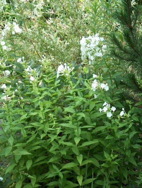 Phlox paniculata - Plamenka, flox 
Avtor: katrinca
rastline.mojforum.si