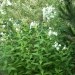 Phlox paniculata - Plamenka, flox 
Avtor: katrinca
rastline.mojforum.si