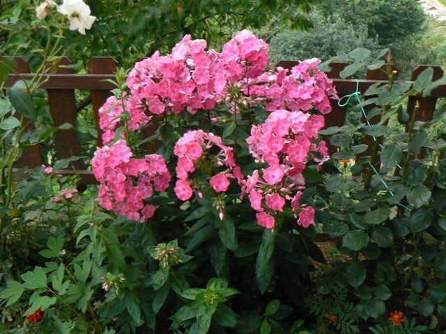 Phlox paniculata - Plamenka, flox 
Avtor: vrtnarka
rastline.mojforum.si