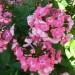 Phlox paniculata - Plamenka, flox 
Avtor: vrtnarka
rastline.mojforum.si