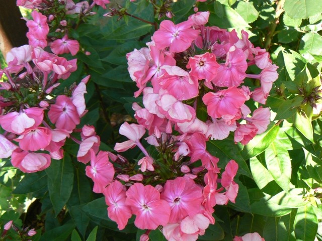 Phlox paniculata - Plamenka, flox 
Avtor: vrtnarka
rastline.mojforum.si