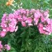 Phlox paniculata - Plamenka, flox Avtor: vrtnarka rastline.mojforum.si