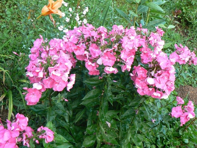 Phlox paniculata - Plamenka, flox Avtor: vrtnarka rastline.mojforum.si